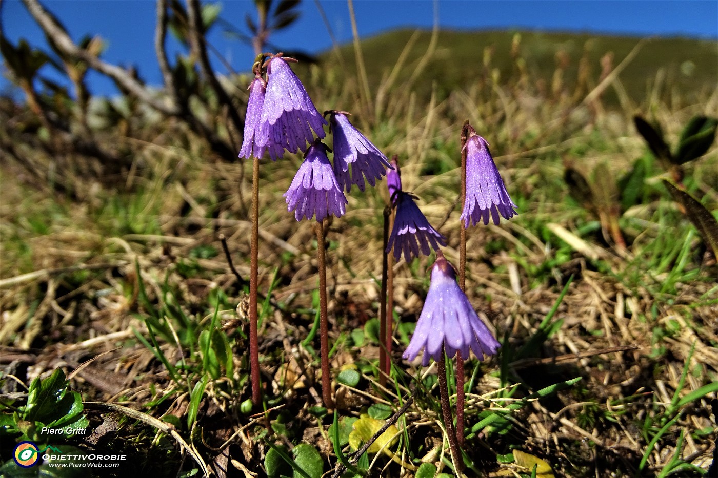 63 Soldanella della silice (Soldanella pusilla).JPG